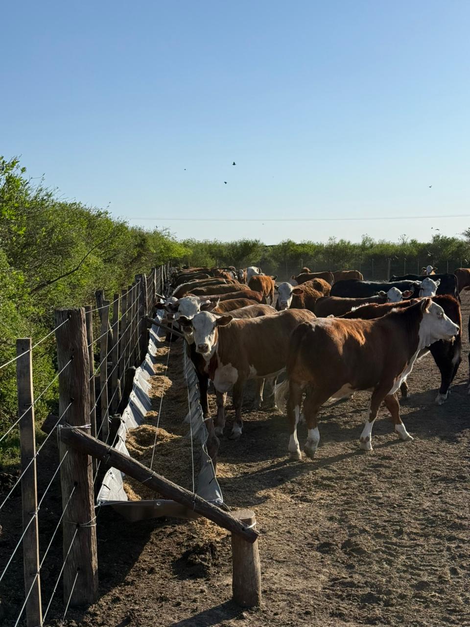 COMEDEROS DE LONA ESTANDAR